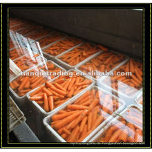 Süße frische Karotte